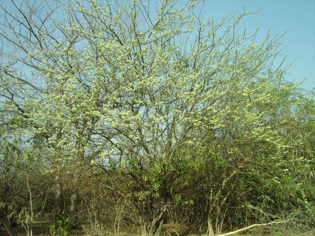 Albizia anthelmintica Albizia anthelmintica