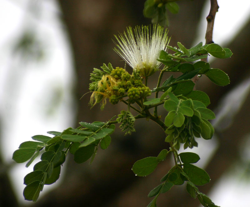 Albizia versicolor Albizia versicolor