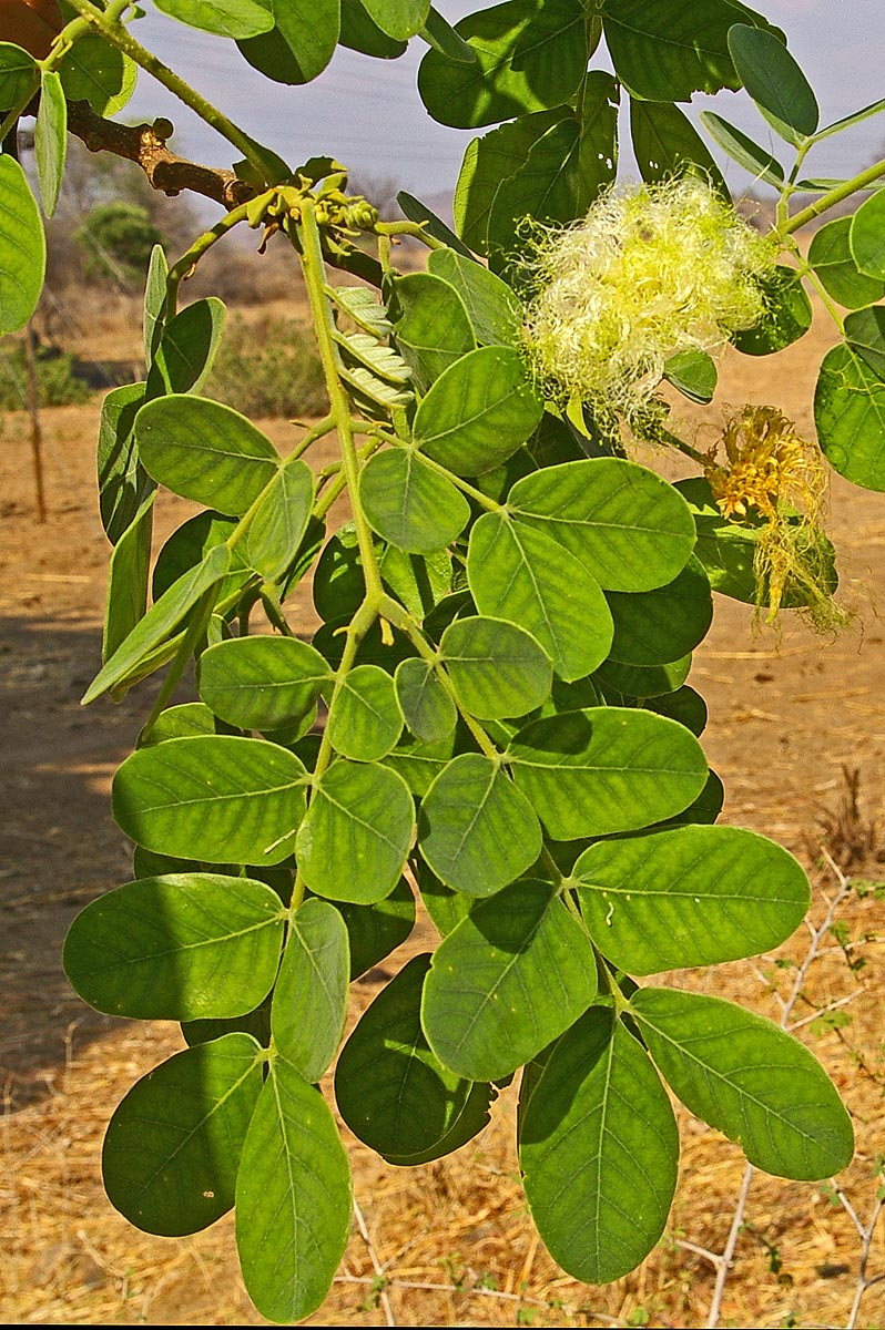Albizia versicolor Albizia versicolor