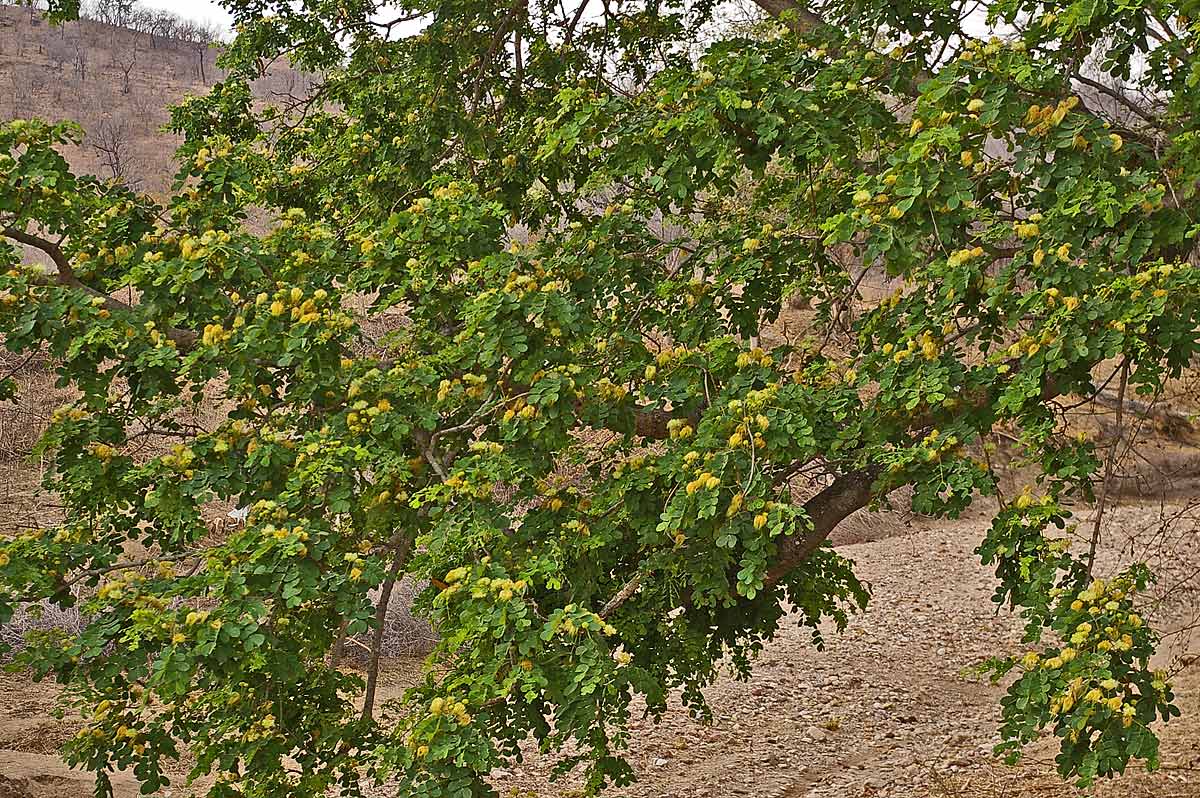 Albizia versicolor Albizia versicolor