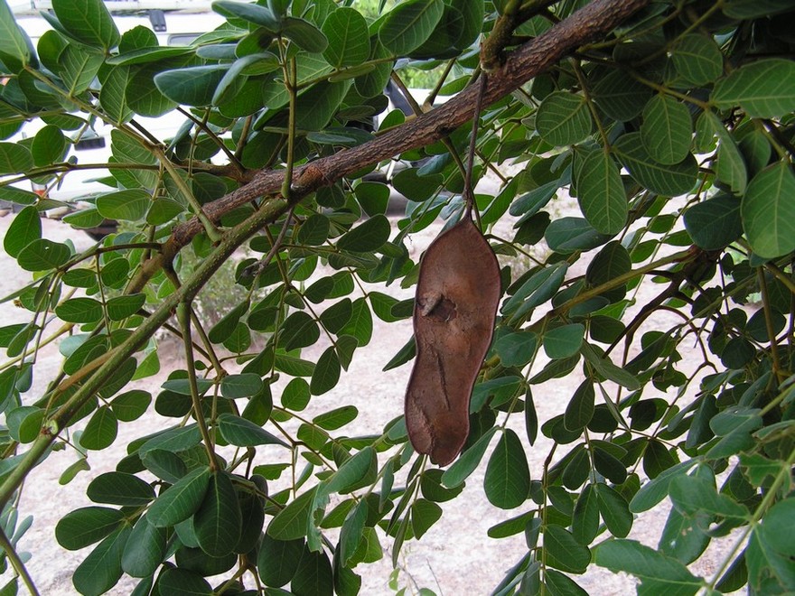 Albizia versicolor Albizia versicolor