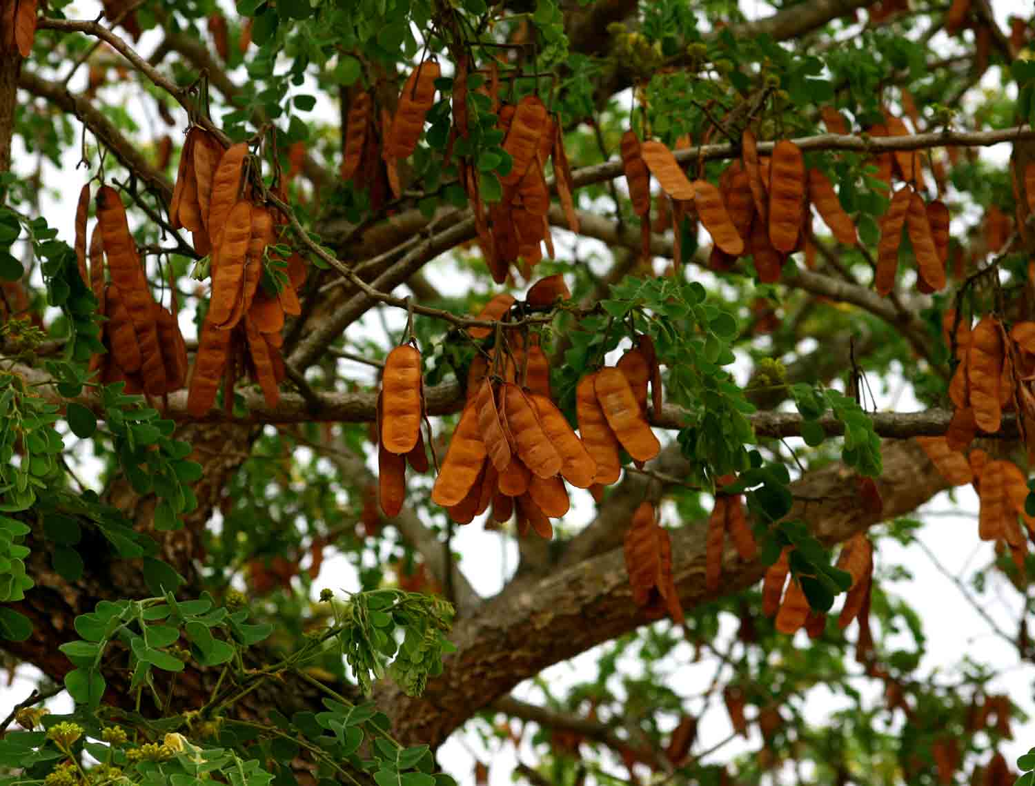Albizia versicolor Albizia versicolor