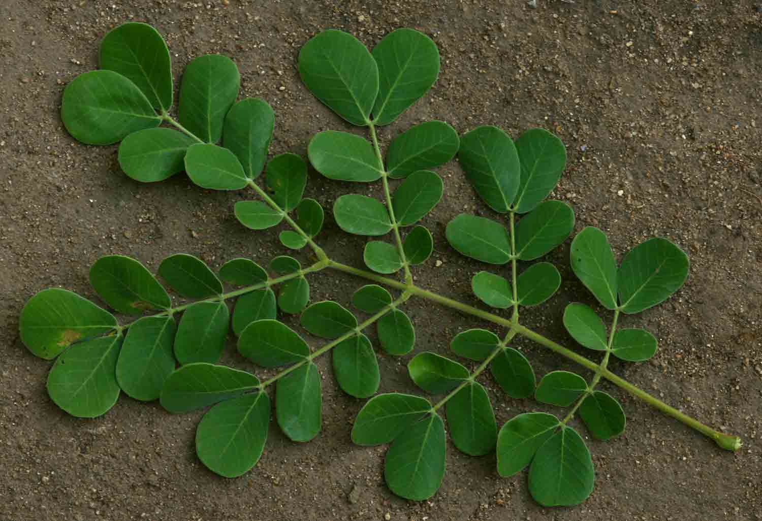 Albizia versicolor Albizia versicolor