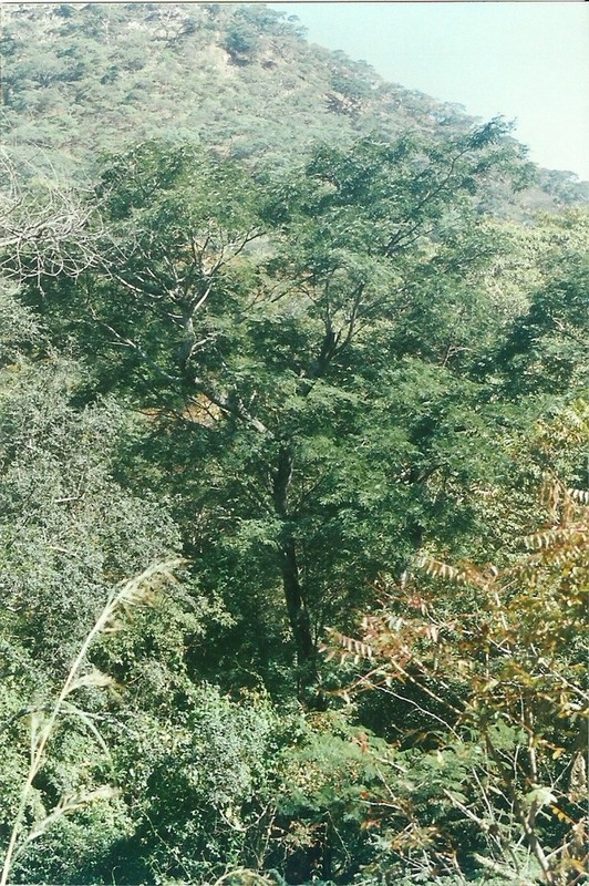 Albizia zimmermannii Albizia zimmermannii