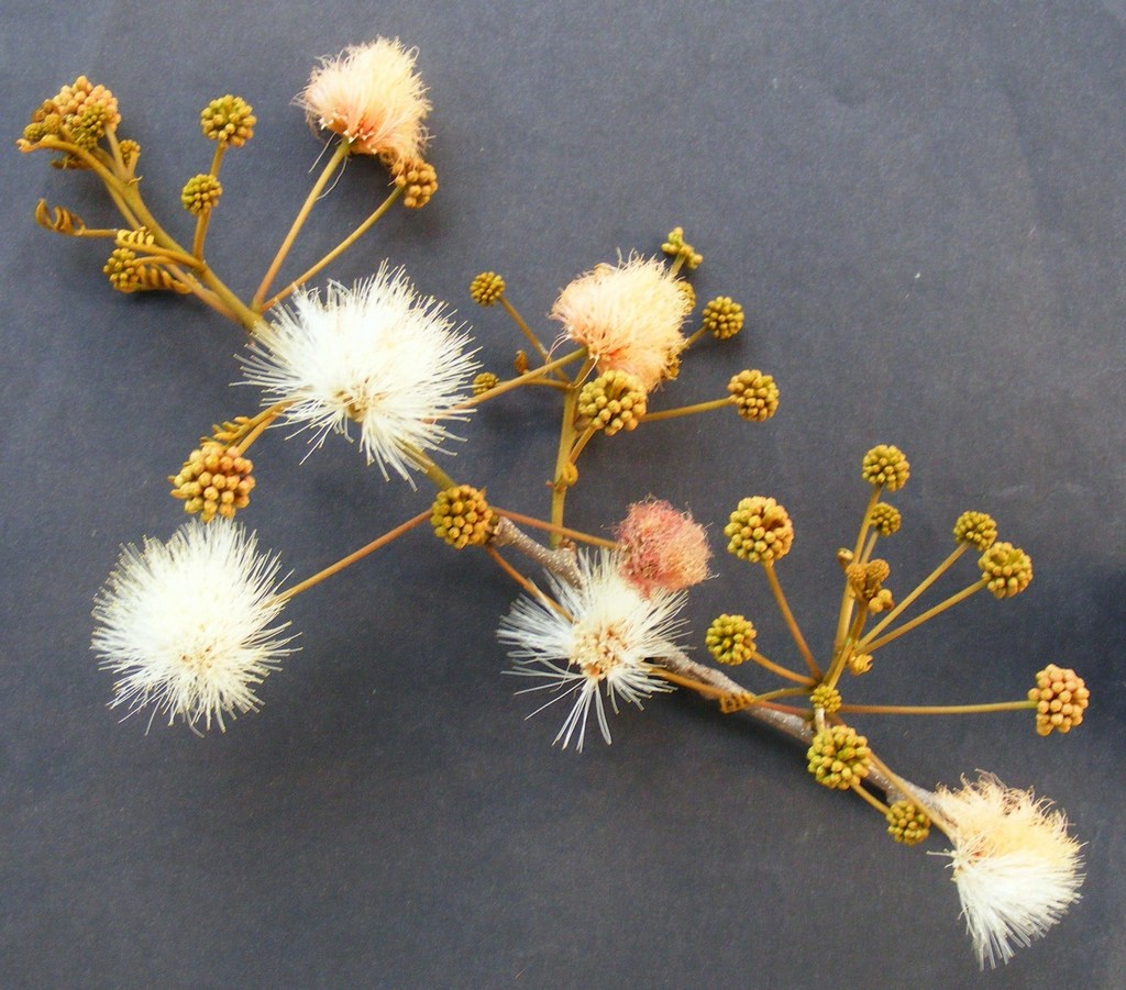 Albizia zimmermannii Albizia zimmermannii