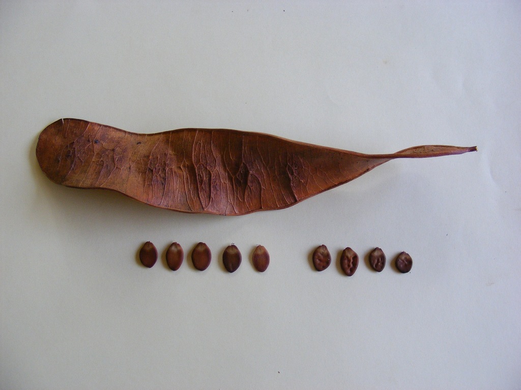 Albizia zimmermannii Albizia zimmermannii