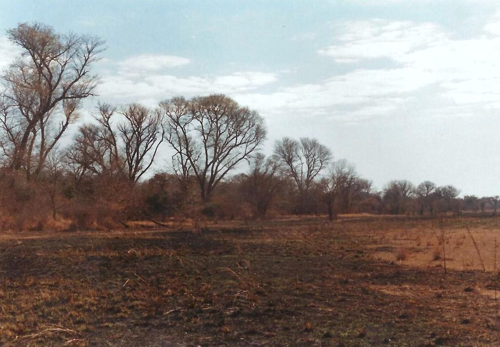 Acacia galpinii Acacia galpinii