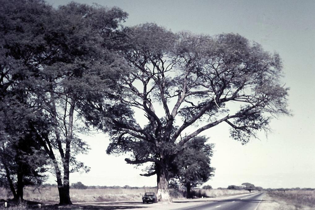 Acacia galpinii Acacia galpinii