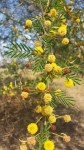 Acacia xanthophloea