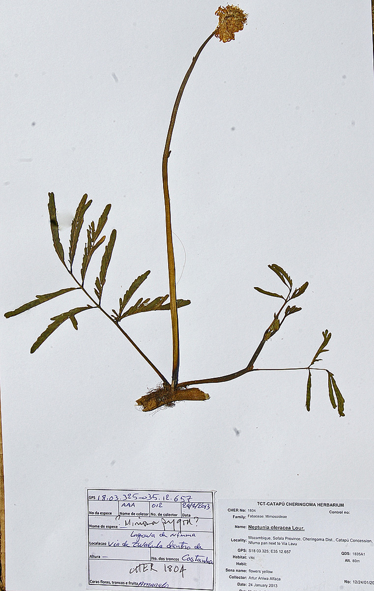 Neptunia oleracea Neptunia oleracea