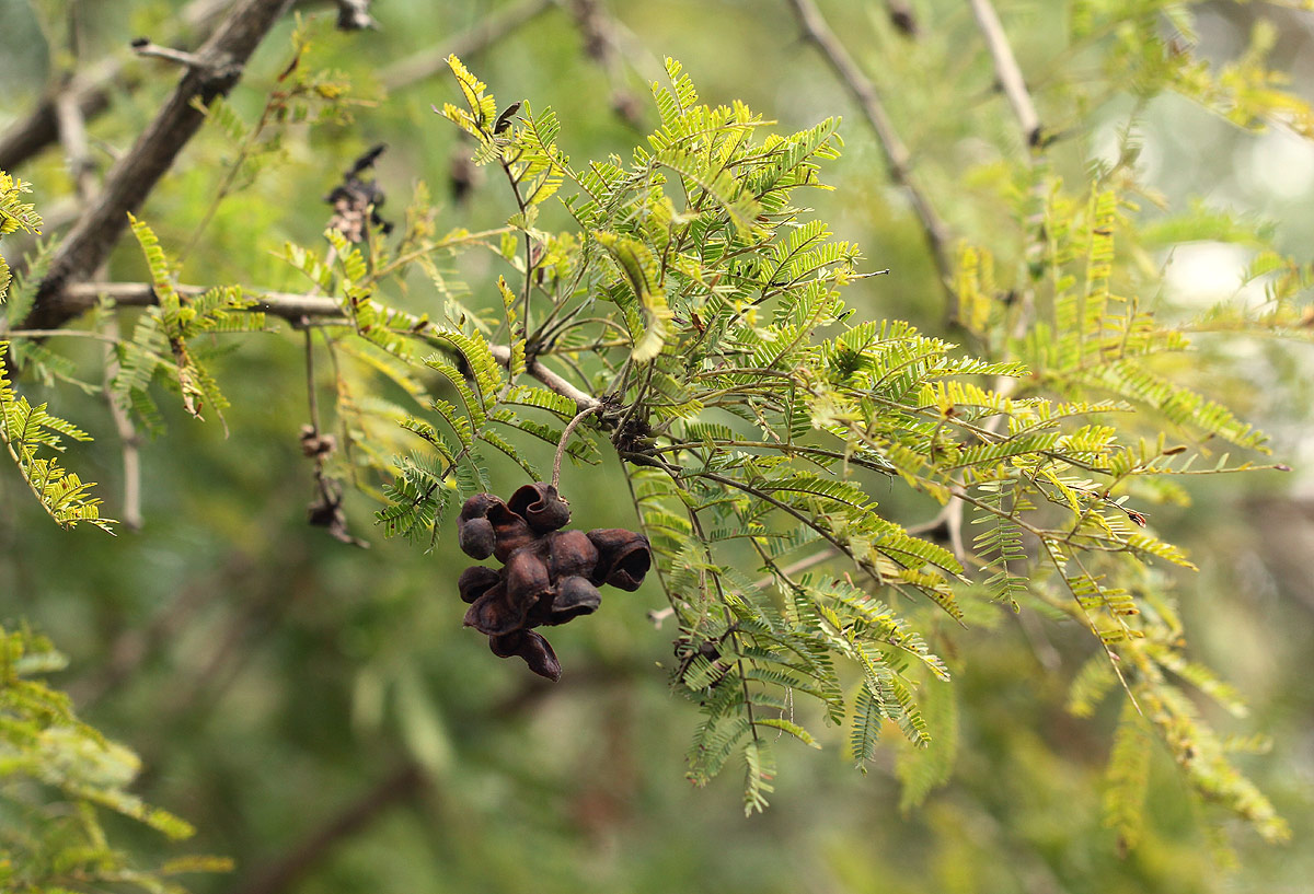 Dichrostachys cinerea Dichrostachys cinerea
