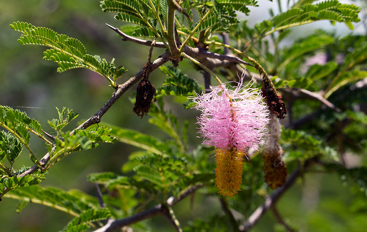 Dichrostachys cinerea Dichrostachys cinerea