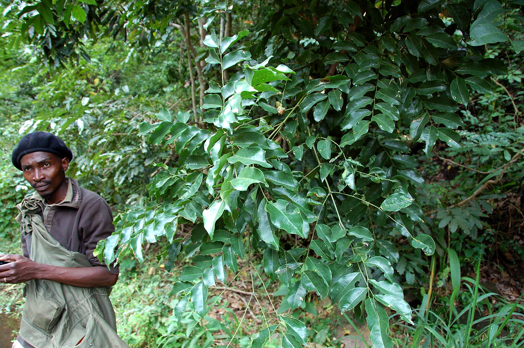 Erythrophleum suaveolens Erythrophleum suaveolens