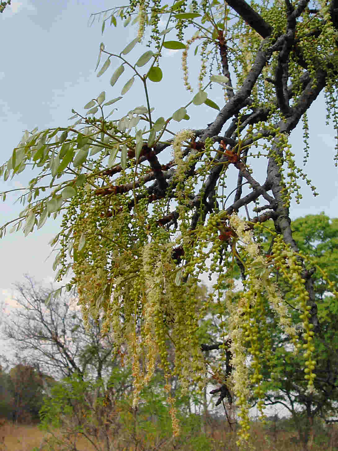 Burkea africana Burkea africana