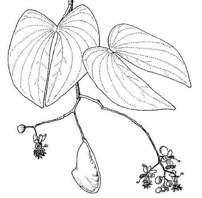 Colophospermum mopane Colophospermum mopane