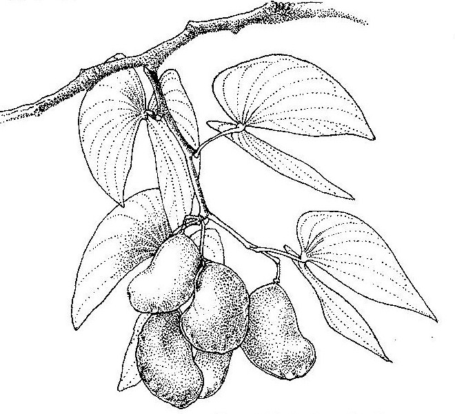 Colophospermum mopane Colophospermum mopane