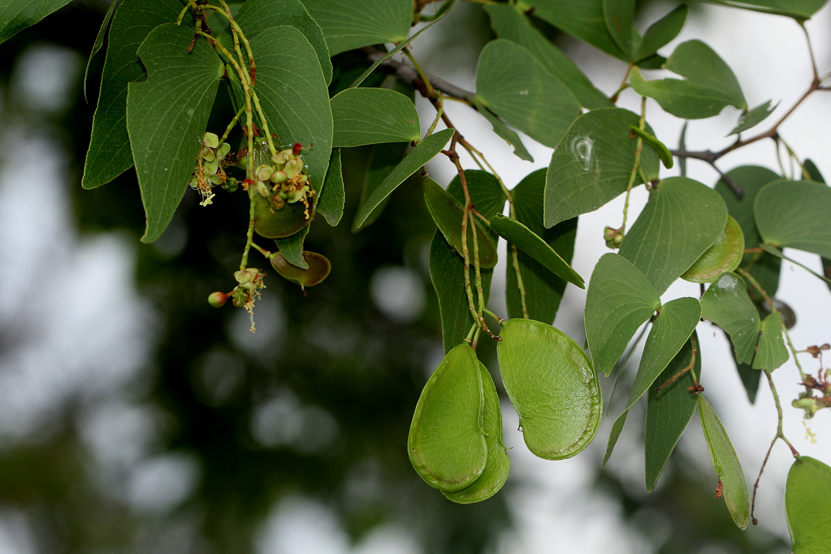 Colophospermum mopane Colophospermum mopane