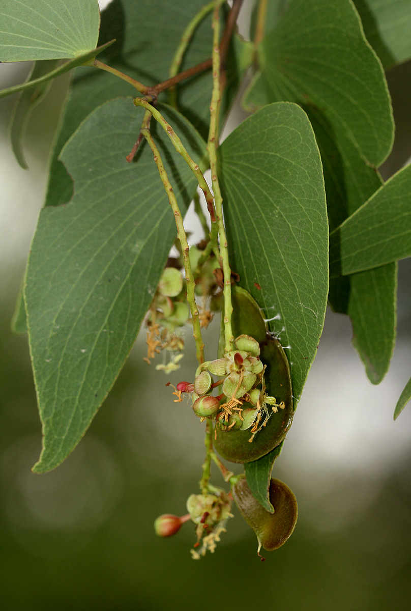 Colophospermum mopane Colophospermum mopane