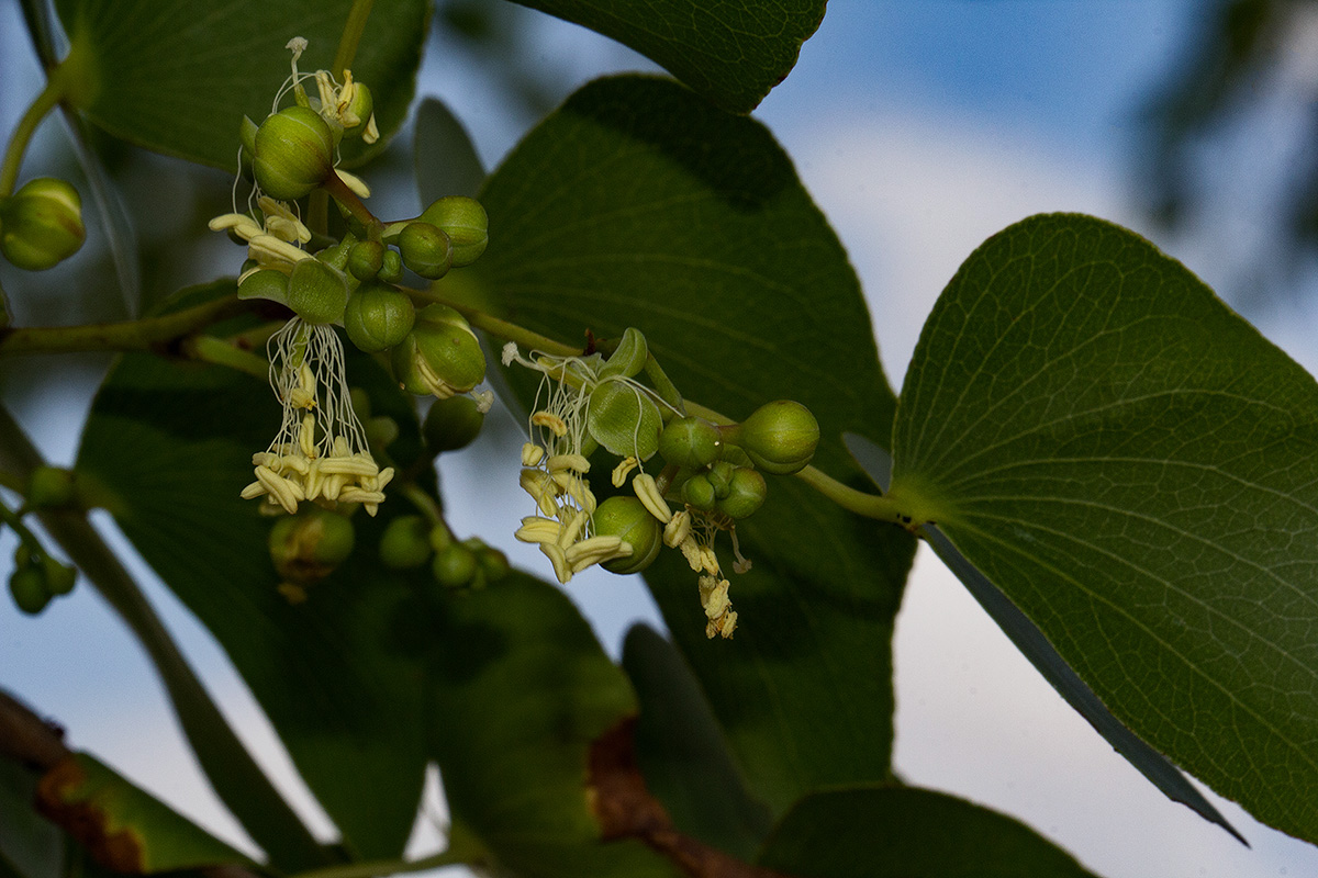Colophospermum mopane Colophospermum mopane