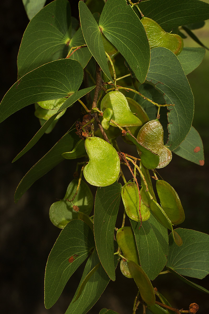 Colophospermum mopane Colophospermum mopane