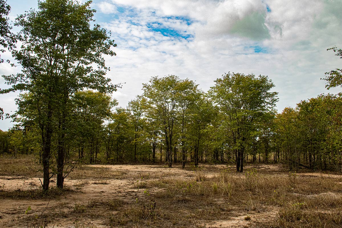 Colophospermum mopane Colophospermum mopane