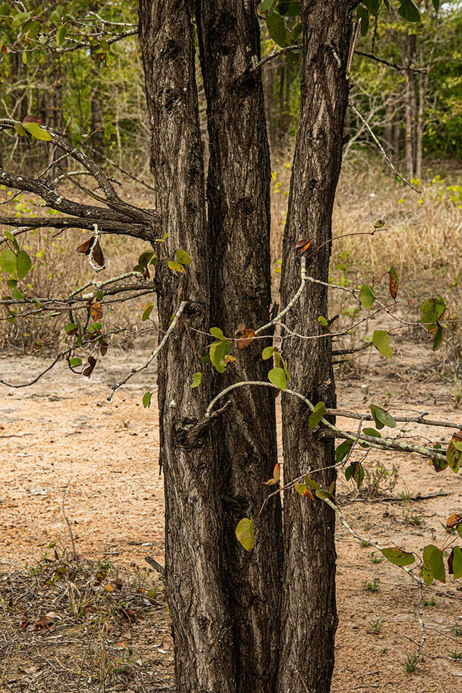 Colophospermum mopane Colophospermum mopane