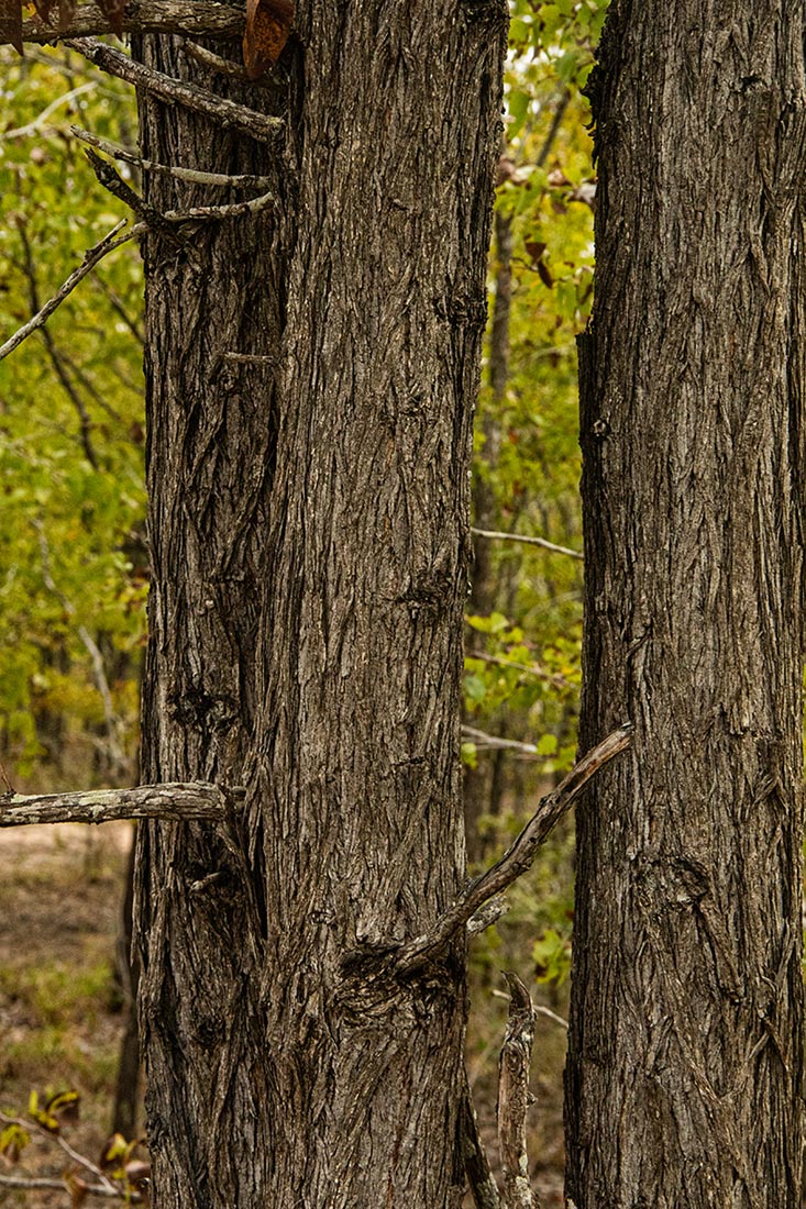 Colophospermum mopane Colophospermum mopane