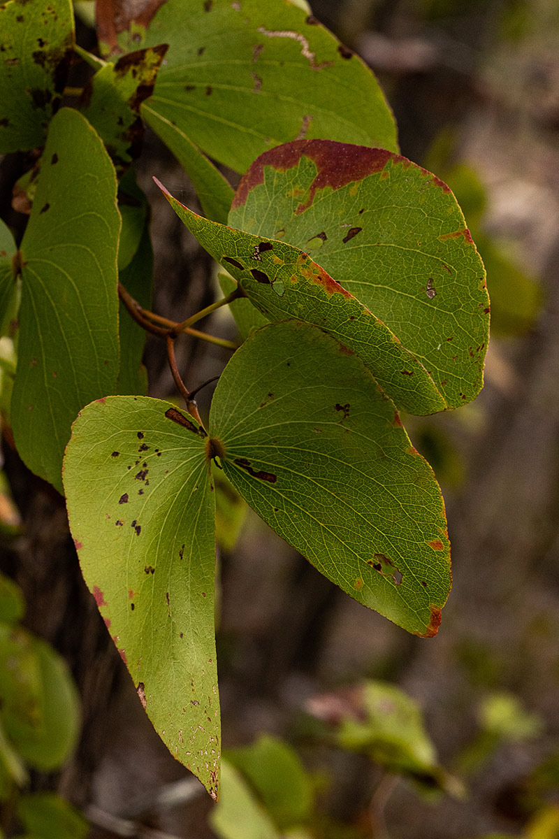 Colophospermum mopane Colophospermum mopane