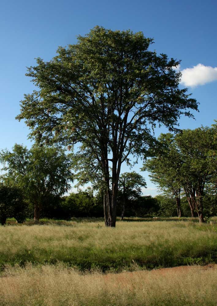 Colophospermum mopane Colophospermum mopane