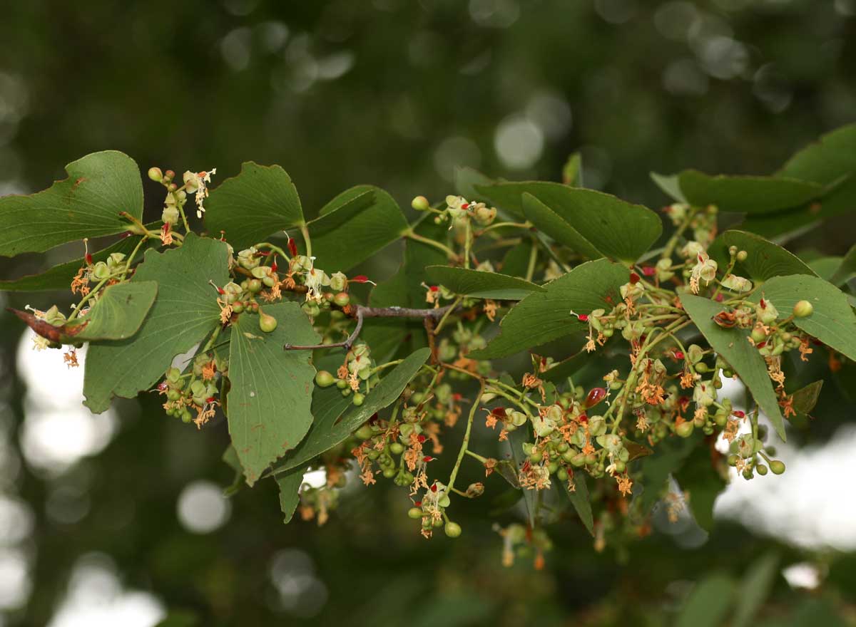 Colophospermum mopane Colophospermum mopane