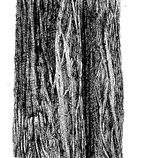 Colophospermum mopane Colophospermum mopane