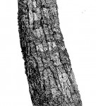 Brachystegia boehmii