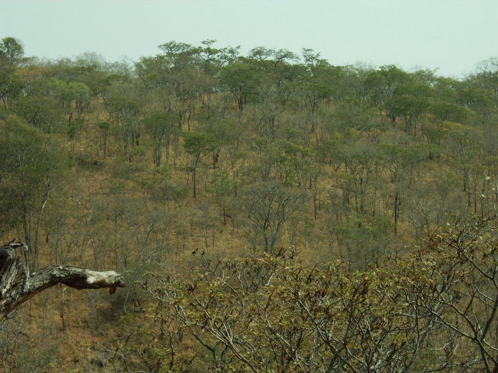 Brachystegia manga Brachystegia manga