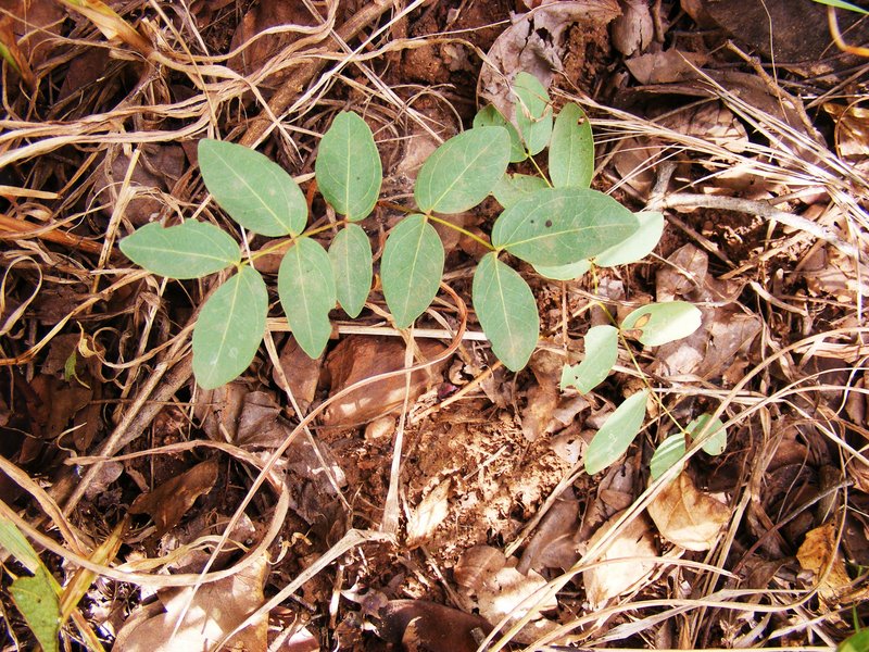 Brachystegia manga Brachystegia manga