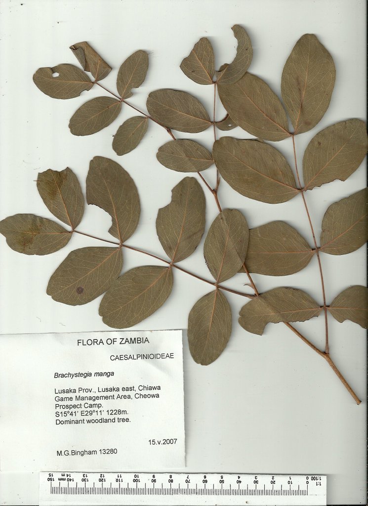 Brachystegia manga Brachystegia manga