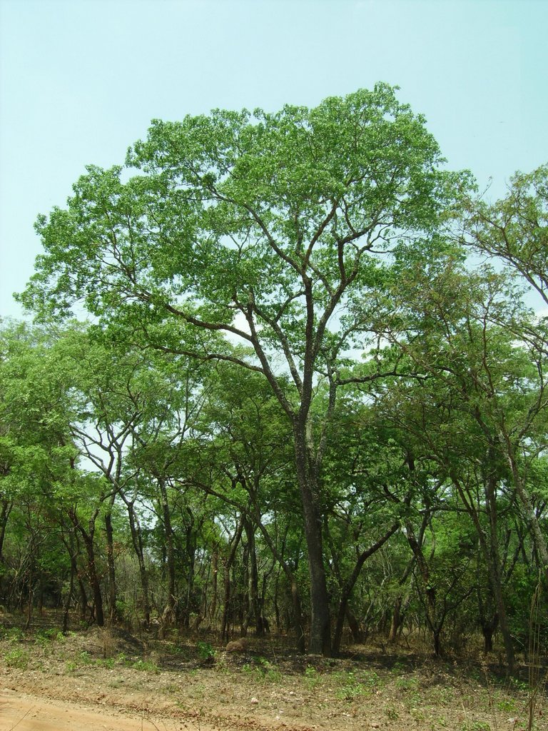 Brachystegia spiciformis Brachystegia spiciformis