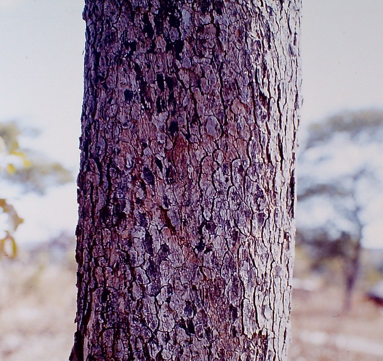 Brachystegia spiciformis Brachystegia spiciformis