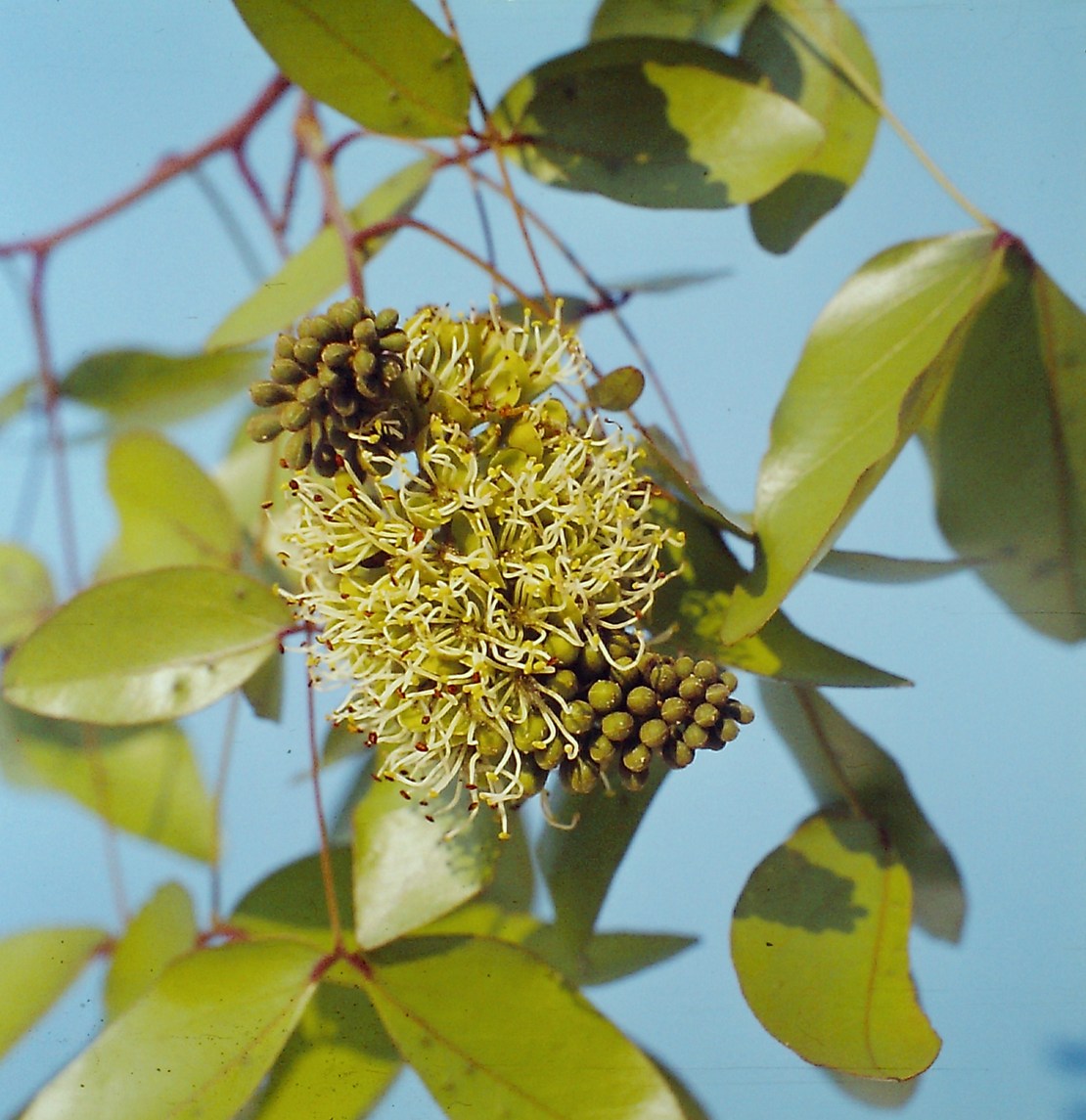 Brachystegia spiciformis Brachystegia spiciformis