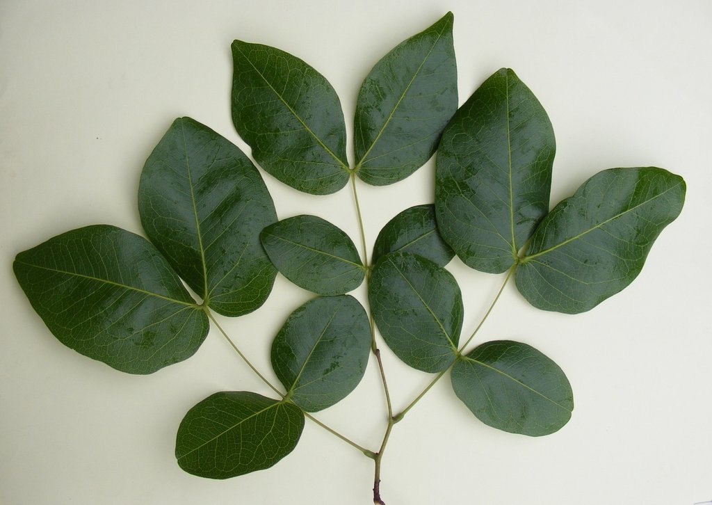 Brachystegia spiciformis Brachystegia spiciformis