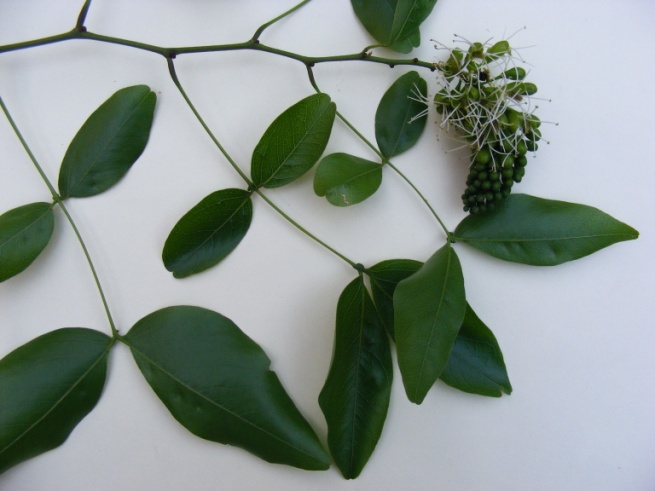 Brachystegia spiciformis Brachystegia spiciformis