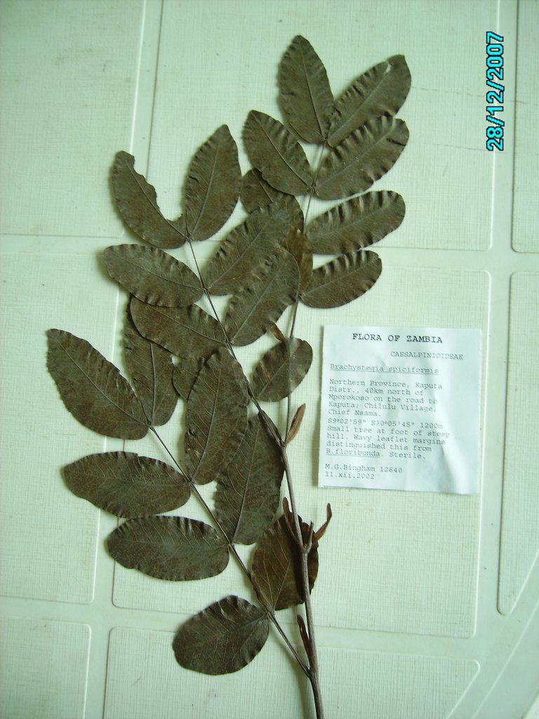 Brachystegia spiciformis Brachystegia spiciformis