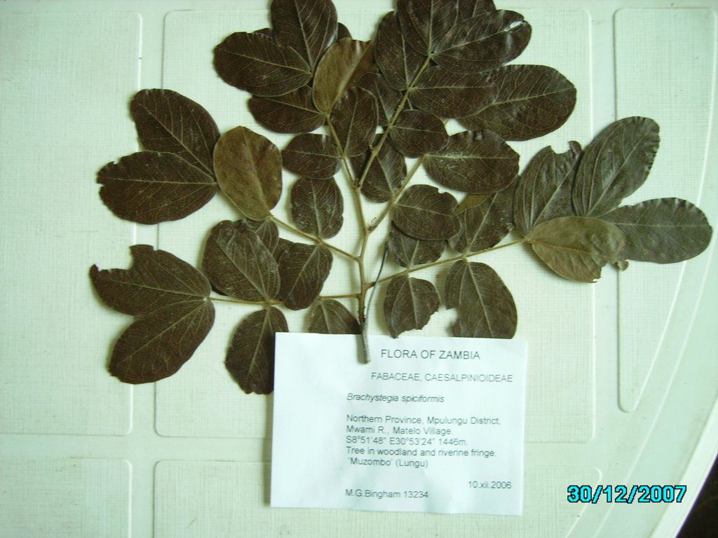 Brachystegia spiciformis Brachystegia spiciformis