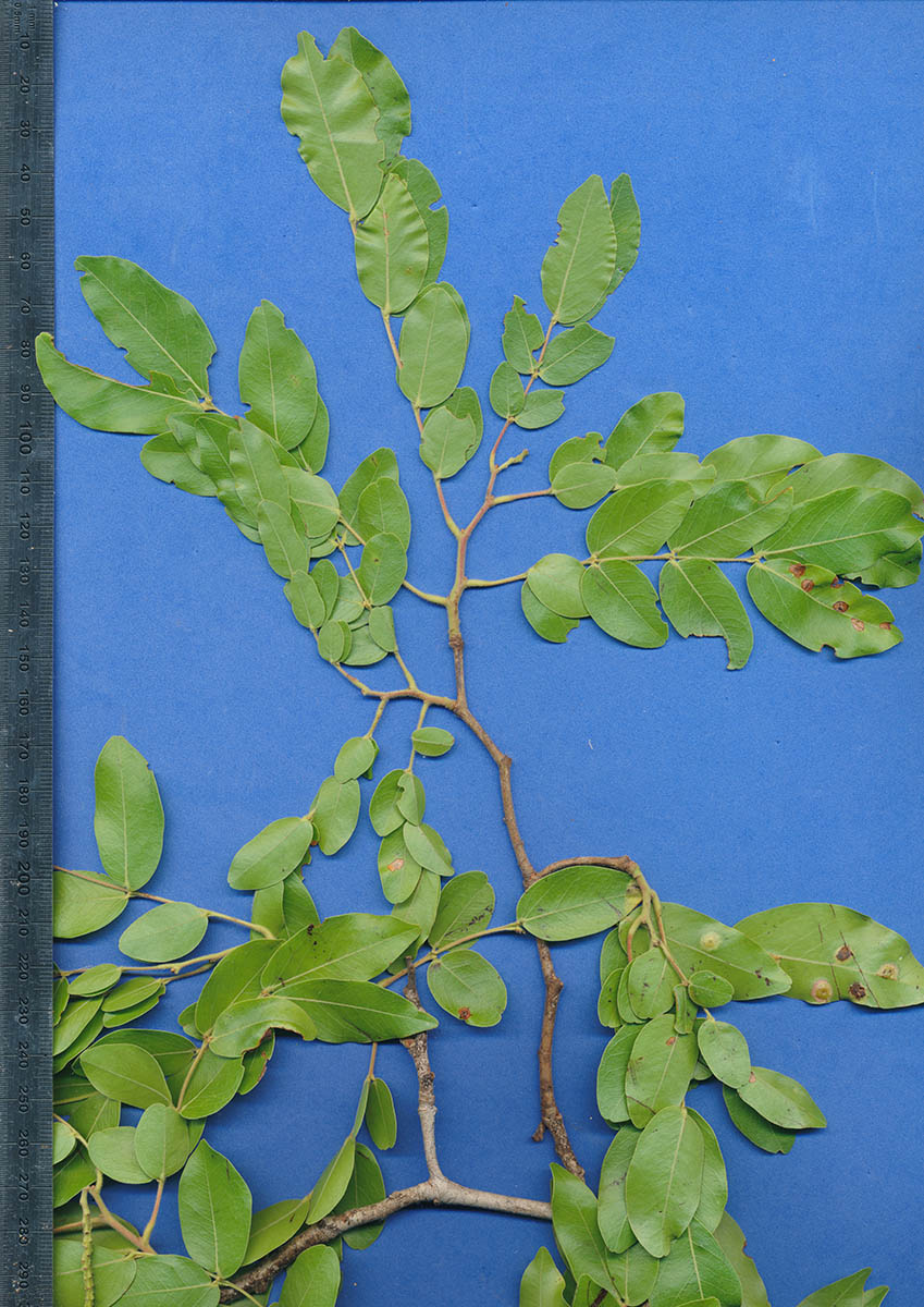 Brachystegia spiciformis Brachystegia spiciformis