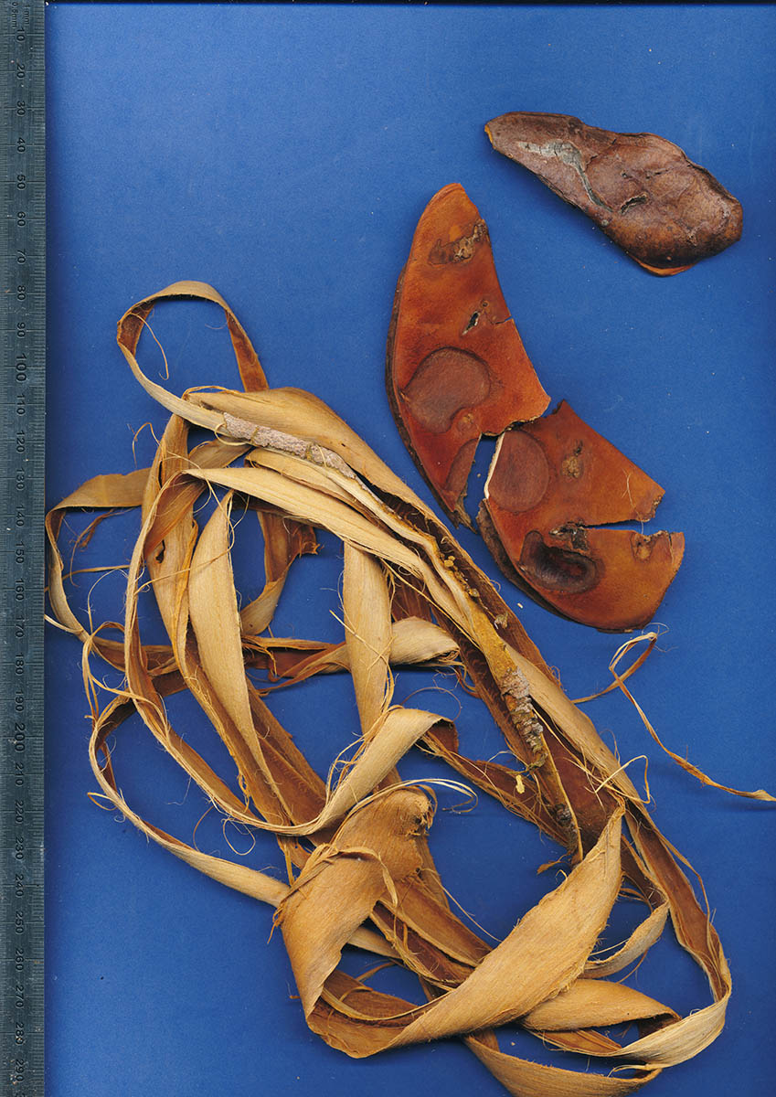 Brachystegia spiciformis Brachystegia spiciformis