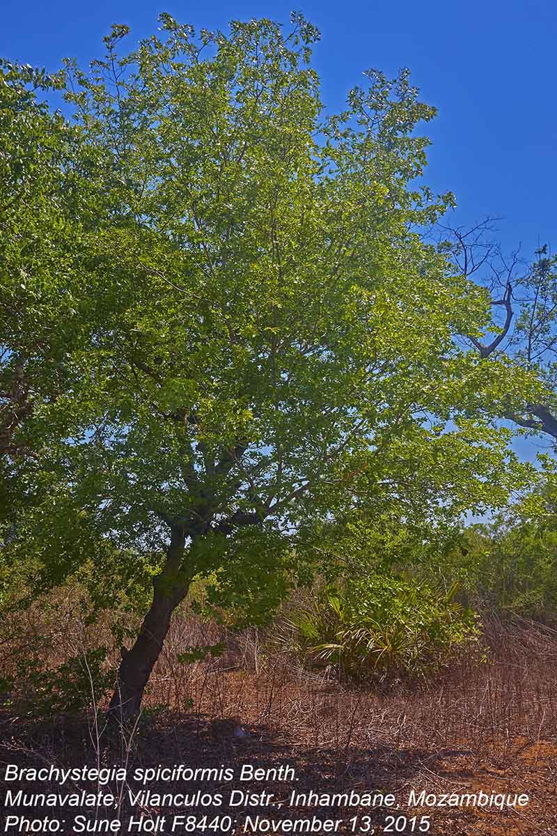 Brachystegia spiciformis Brachystegia spiciformis
