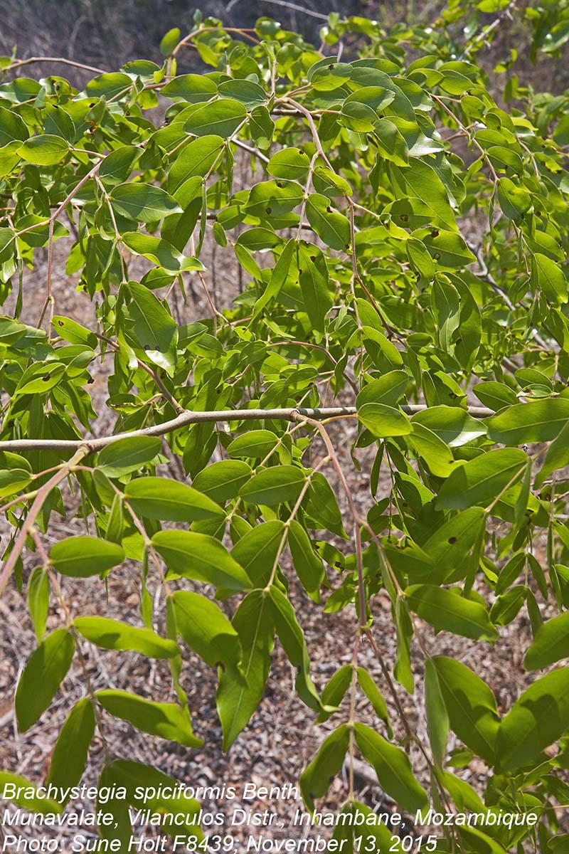 Brachystegia spiciformis Brachystegia spiciformis