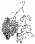 Brachystegia spiciformis