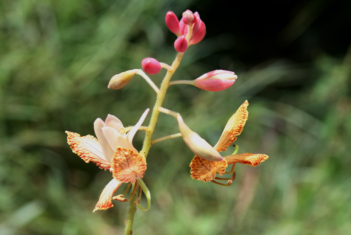 Tamarindus indica Tamarindus indica