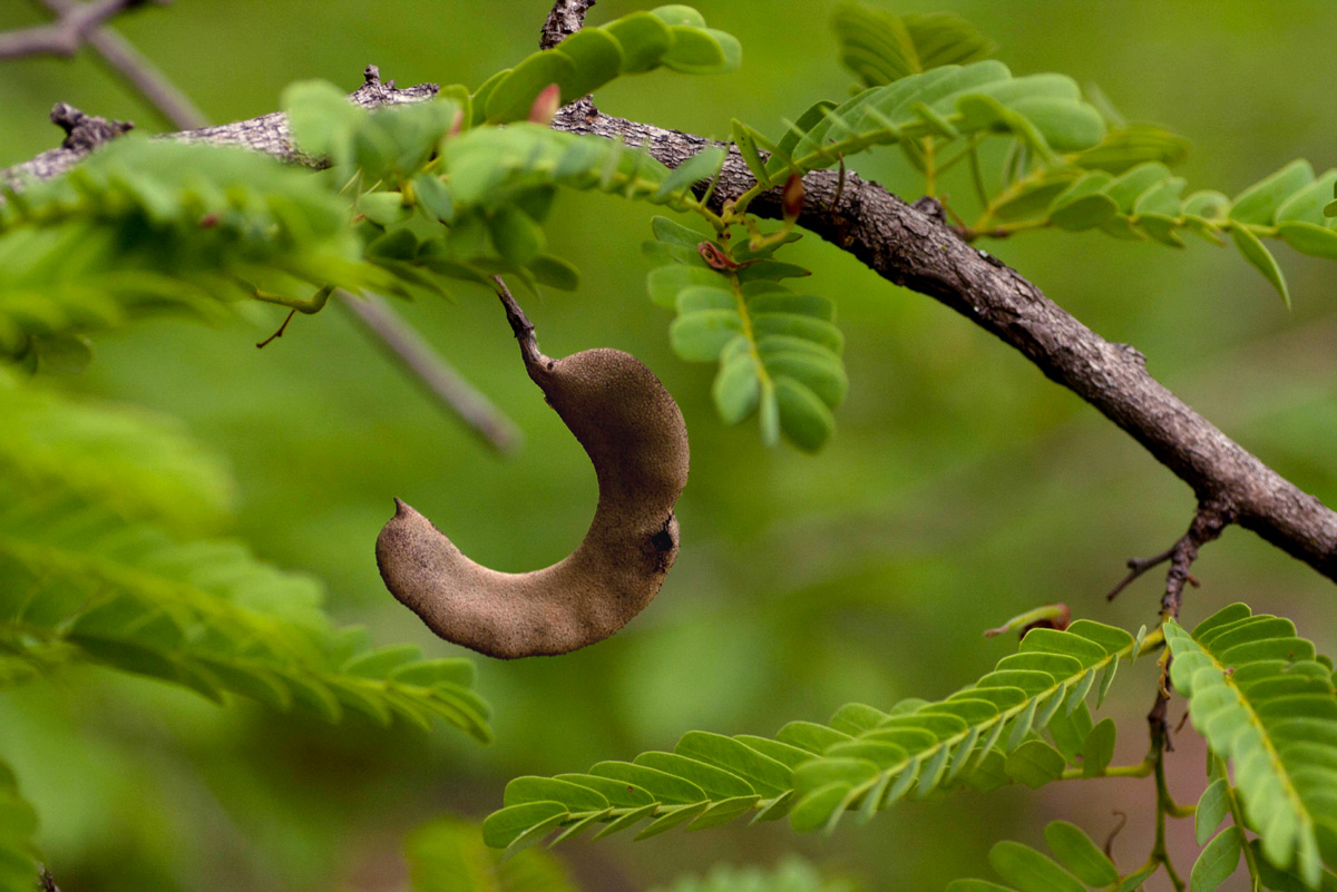 Tamarindus indica Tamarindus indica