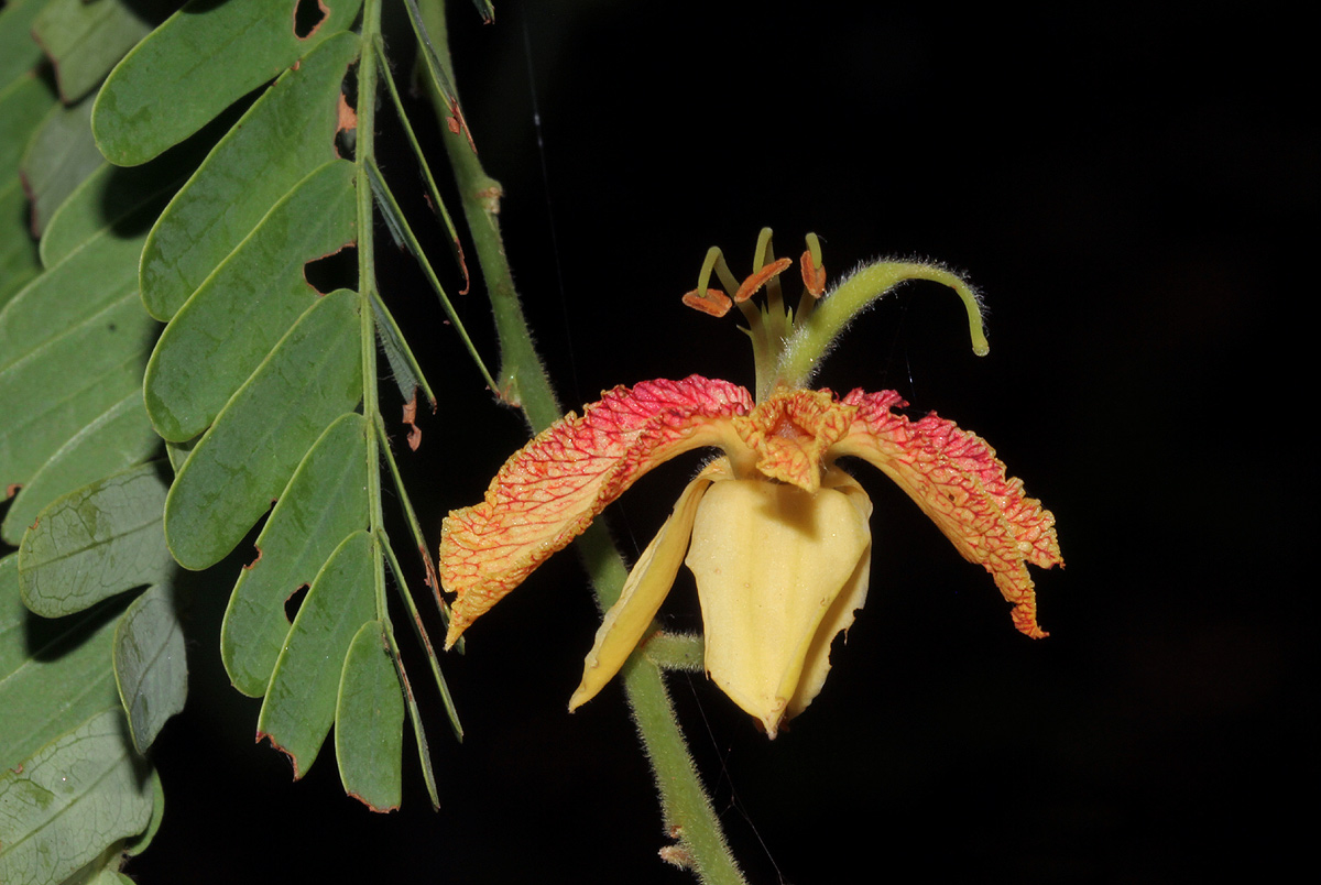 Tamarindus indica Tamarindus indica